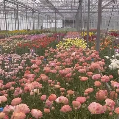 Serra di vetro a doppio strato personalizzata per fiori su misura