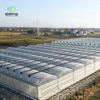 Serra a pellicola multi-span personalizzata per pomodori/comori/peperi/fresche idroponiche