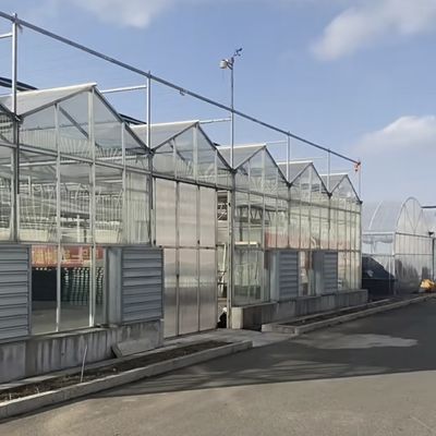 Serra in vetro a strato singolo per l'orticoltura personalizzata alle vostre esigenze