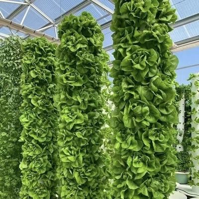 Canopy di serra in vetro di origine cinese per fiori 30 giorni di ritorno 100.000 kg di peso lordo