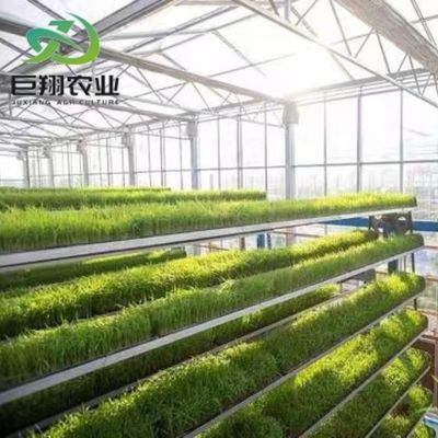 Serra da giardino in vetro a telaio di alluminio Serra commerciale vittoriana per verdure