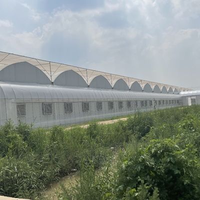 Sistema idroponico di irrigazione per fragole/fiori/verdure Serra in plastica galvanizzata in acciaio