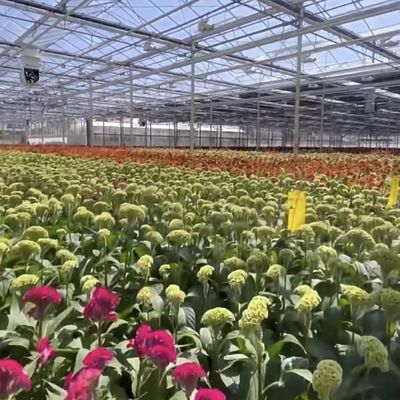 Cassa serra in vetro per la coltivazione di piante 100.000 kg Peso lordo del pacchetto