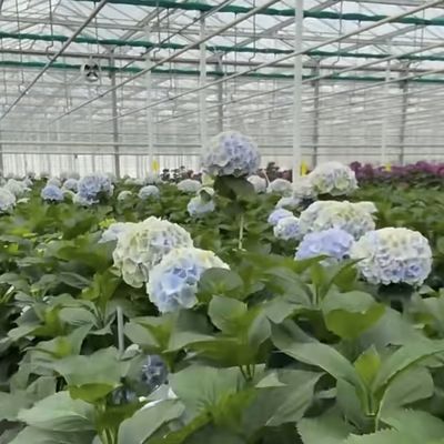 Cassa serra in vetro per la coltivazione di piante 100.000 kg Peso lordo del pacchetto