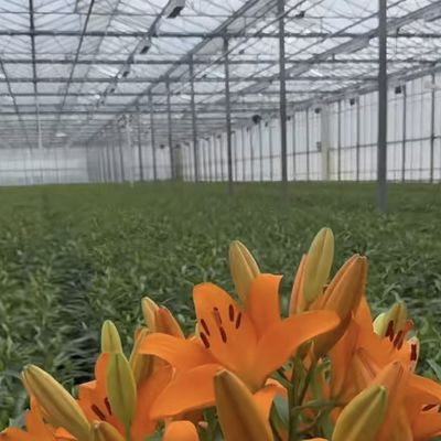 Cassa serra in vetro per la coltivazione di piante 100.000 kg Peso lordo del pacchetto