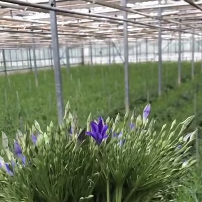 Cassa serra in vetro per la coltivazione di piante 100.000 kg Peso lordo del pacchetto