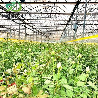 Fabbricazione di serre agricole a pellicola di plastica per agricoltura commerciale