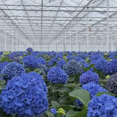 Serra in vetro floreale personalizzata per la coltivazione di fiori