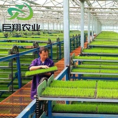 Fabbricazione di serre agricole a pellicola di plastica per agricoltura commerciale