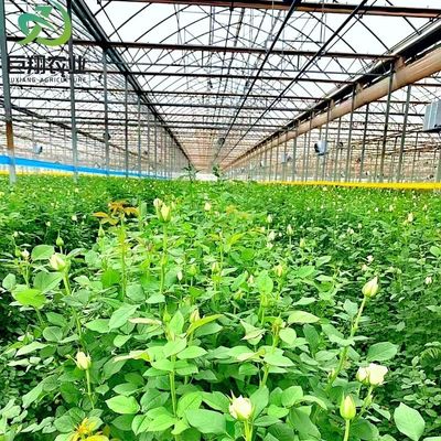 Fabbricazione di serre agricole a pellicola di plastica per agricoltura commerciale