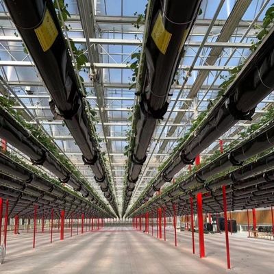 Materiali da costruzione Struttura in acciaio Grandi dimensioni Orticoltura Serra con tetto di vetro