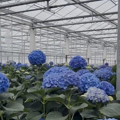 Giardino vivace con serra di vetro Costo di spedizione e serra convenienti