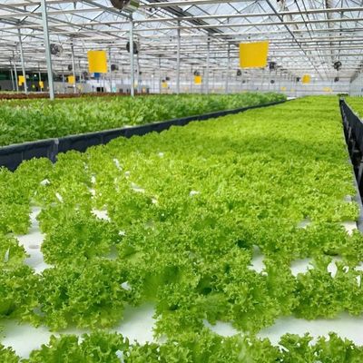 Giardino vivace con serra di vetro Costo di spedizione e serra convenienti