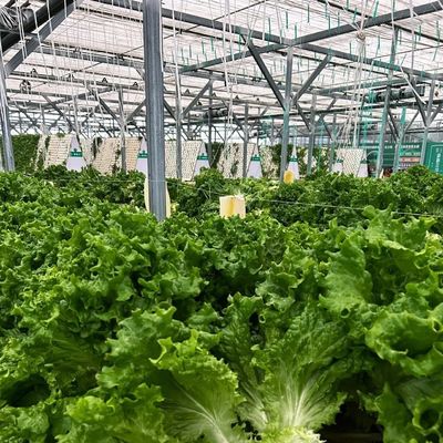 Pagamento iniziale competitivo Serra per oasi botaniche recinto un tipo di tetto