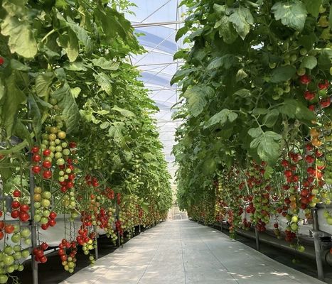 Pagamento iniziale competitivo Serra per oasi botaniche recinto un tipo di tetto