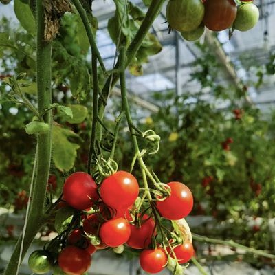 Tipo di tetto Serra in vetro con buona trasmissione luminosa per fiori a pagamento iniziale