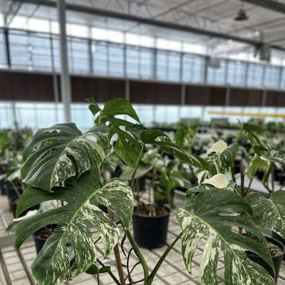 100.000kg Pacchetto Peso lordo Serra di vetro per la coltivazione idroponica di fiori