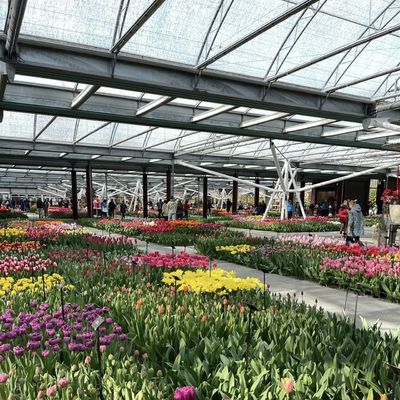 100.000kg Pacchetto Peso lordo Serra di vetro per la coltivazione idroponica di fiori