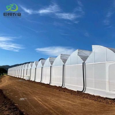 Serra multi-span/single-span per pomodori fragole pellicola di plastica/vetro/policarbonato