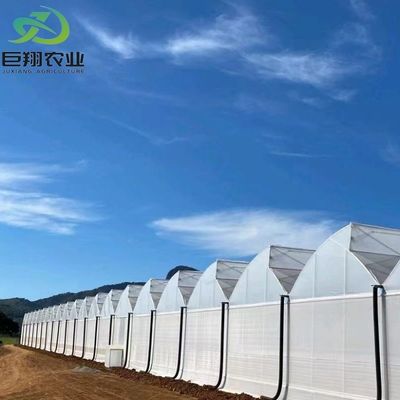 Serra multi-span/single-span per pomodori fragole pellicola di plastica/vetro/policarbonato
