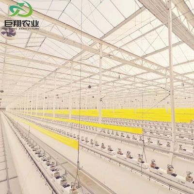 Serra multi-span/single-span per pomodori fragole pellicola di plastica/vetro/policarbonato