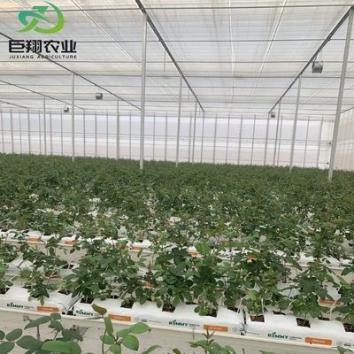 Serra multi-span/single-span per pomodori fragole pellicola di plastica/vetro/policarbonato