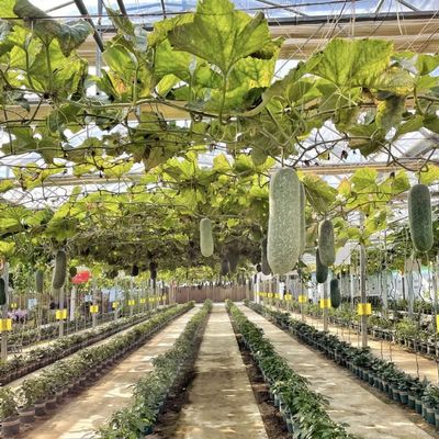 Sistema idroponico in serra per la coltivazione di fiori Materiali da costruzione Struttura in acciaio