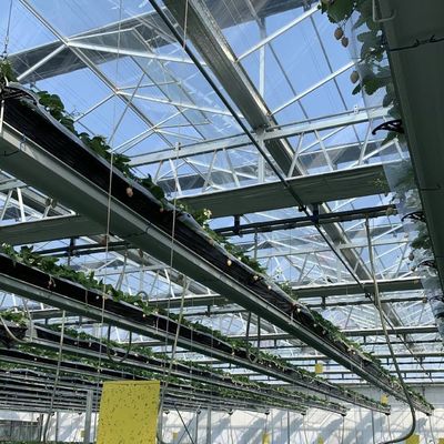 Serre commerciale a tetto in vetro con sistema idroponico con garanzia di 30 giorni