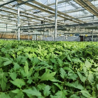 Serre commerciale a tetto in vetro con sistema idroponico con garanzia di 30 giorni