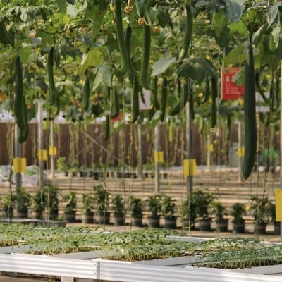 Serra in vetro per l'irrigazione a goccia versatile e personalizzabile