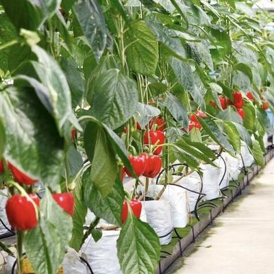 Serra in vetro per l'irrigazione a goccia versatile e personalizzabile