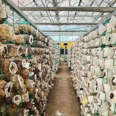 Grandi impianti idroponici a serra con un pacchetto di prestazioni e un peso lordo di 100.000 kg