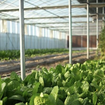 Serra in vetro con sistema idroponico copertura in vetro durevole e spedizione conveniente