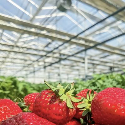 Ottenere una serra di vetro cavo con tetto di tipo per la coltivazione di fiori Rimborsi offerti