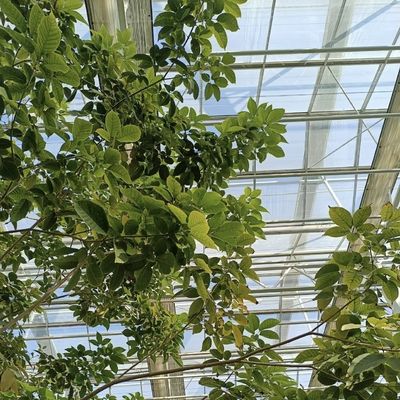 Ottenere una serra di vetro cavo con tetto di tipo per la coltivazione di fiori Rimborsi offerti