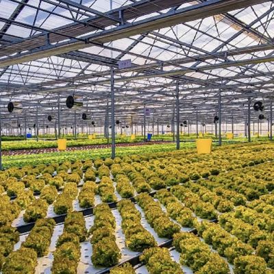 Serra idroponica in vetro ad alta trasmissione luminosa per la coltivazione commerciale di fiori