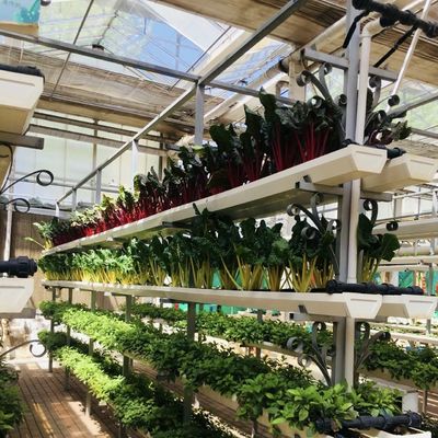 Serra idroponica in vetro ad alta trasmissione luminosa per la coltivazione commerciale di fiori