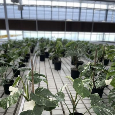 Serra idroponica in vetro ad alta trasmissione luminosa per la coltivazione commerciale di fiori