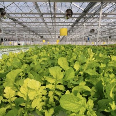 Serra idroponica in vetro ad alta trasmissione luminosa per la coltivazione commerciale di fiori