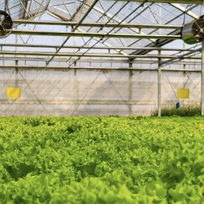 Serra in vetro a doppio strato e multi-sistema per la coltivazione di fiori Precisazione del pagamento iniziale