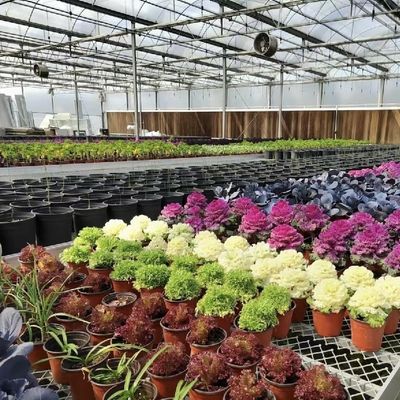US 20/metro quadrato serra idroponica con tetto in vetro per materiali per la coltivazione di fiori