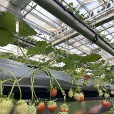 Restituzioni di rimborso Serre a vetro a goccia a doppio strato per la coltivazione di fiori