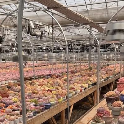 Grande serra in vetro di origine cinese per la coltivazione di fiori