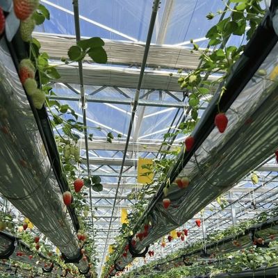 Serra in vetro idroponica ad alta trasmissione luminosa Perfetta per serre commerciali