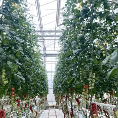 Trasforma la tua attività di coltivazione di fiori con una serra in vetro idroponica a uno strato