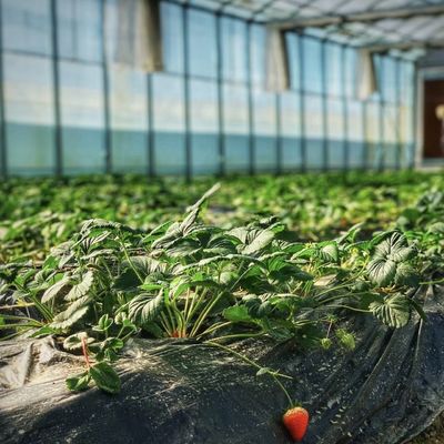 Sistema di fiore idroponico in struttura in acciaio Serra di vetro galleggiante con personalizzazione