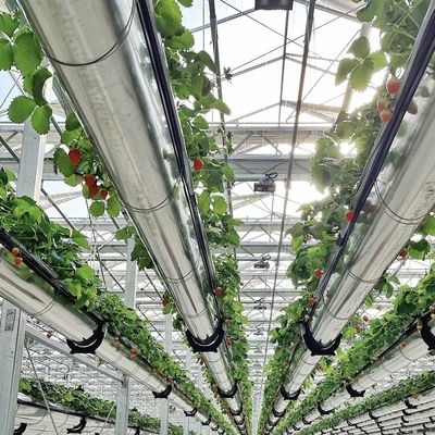 Serra in vetro a doppio strato a prezzi accessibili US 20/metro quadrato Sistema di fiore idroponico