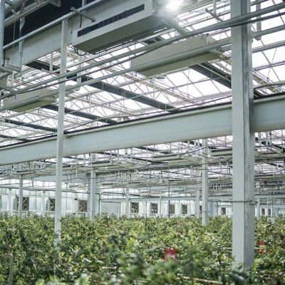 Serra di vetro ad alta trasmissione luminosa per fiori Pacchetto Peso lordo 100.000 kg