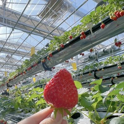 Serra di vetro ad alta trasmissione luminosa per fiori Pacchetto Peso lordo 100.000 kg