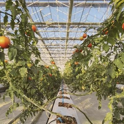Serra in vetro multi-sistema per fiori personalizzazione fatta per le vostre specifiche
